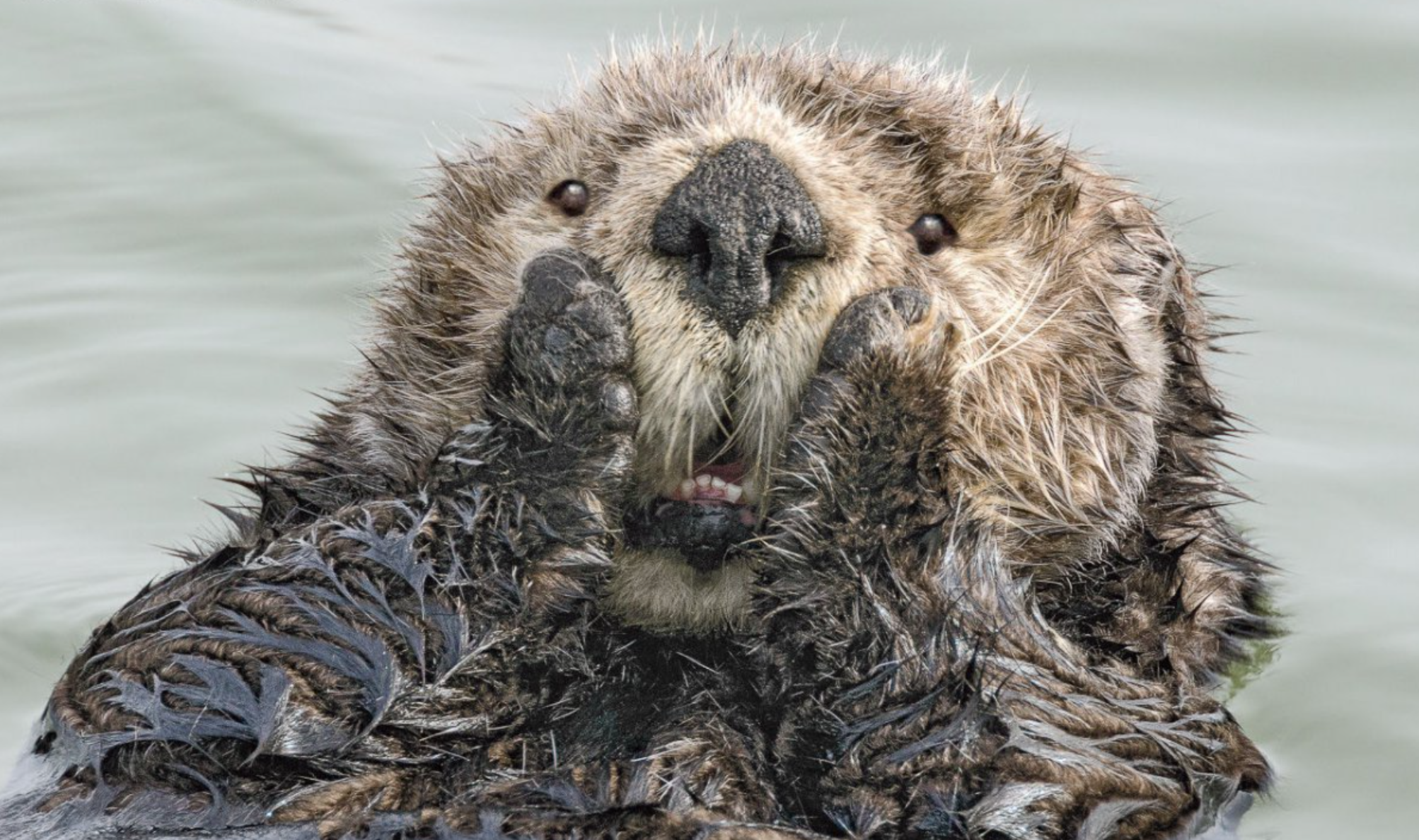 Comedy Wildlife Photography Finalists
