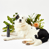 Bondi Wash Dog Detangler