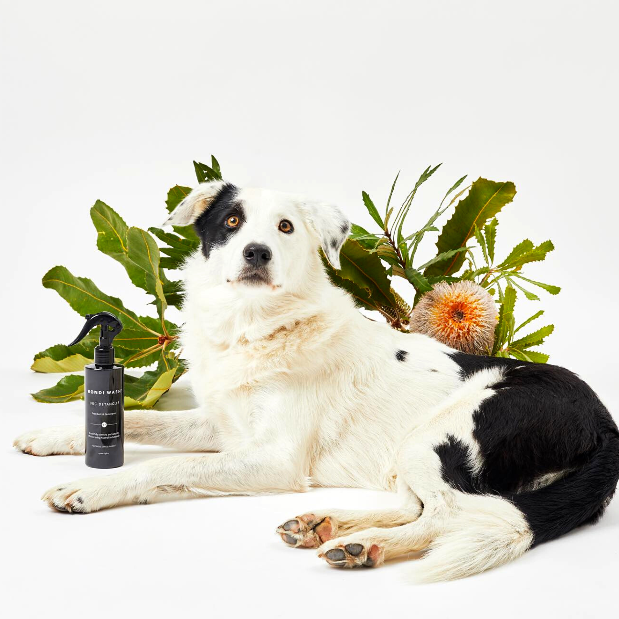 Bondi Wash Dog Detangler