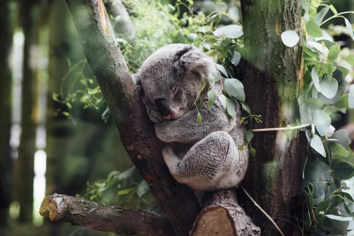 Adopt a Koala with WWF