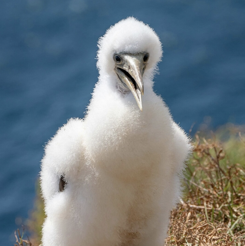 Birds of Lord Howe Island