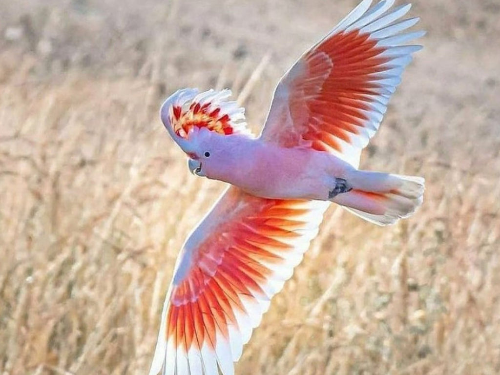 Pretty in Pink - The Major Mitchell's Cockatoo