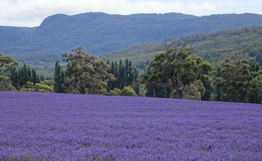 Ingredient focus: Tasmanian lavender
