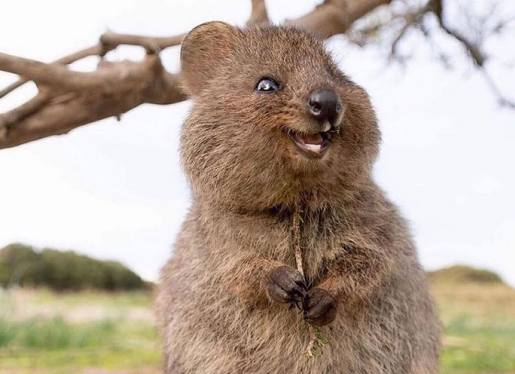 Meet Australia's happiest animal